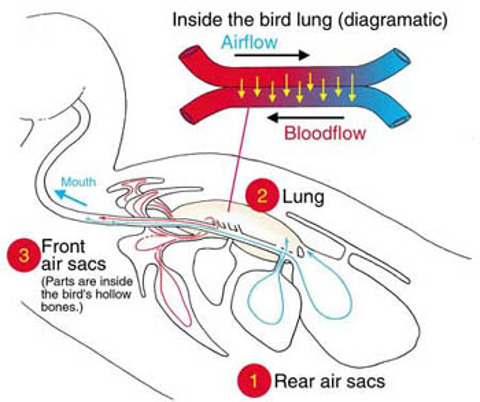 Panting in Racing Pigeons-When is it Normal and When is it Not